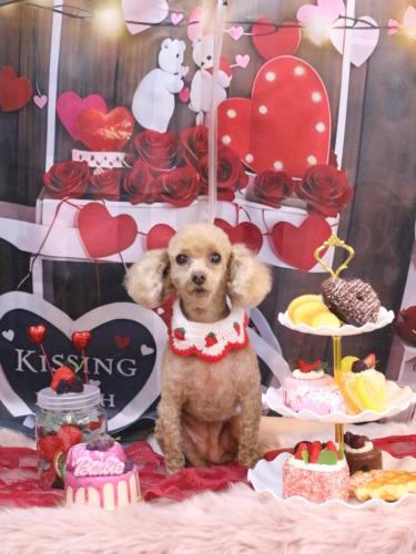 20250220バニラちゃん